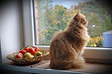 Golosinas calmantes para gatos PETS HEALTH SOLUTION