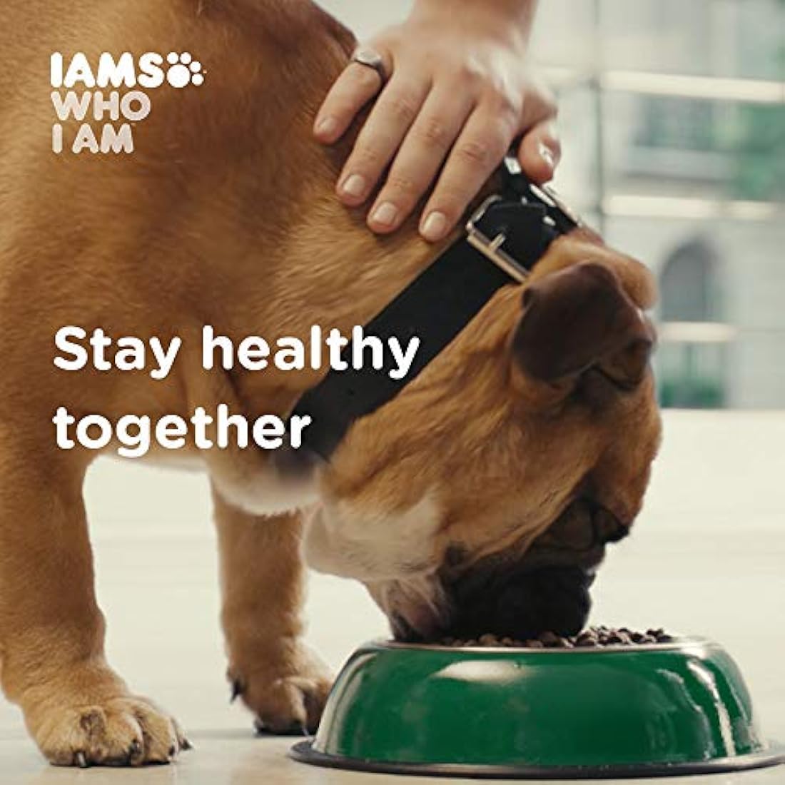 comida para perros para un peso saludable sabor a  Pollo