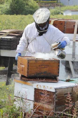 Nuevo ahumador de colmena de abeja de acero inoxidable