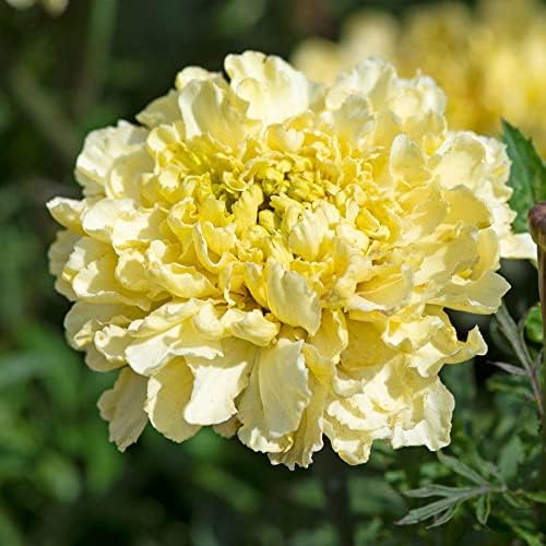 Semillas de Caléndula, Park Seed, Fáciles de Cultivar