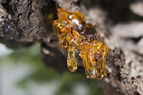 Aceite Esencial de Incienso Orgánico USDA, Boswellia serrata