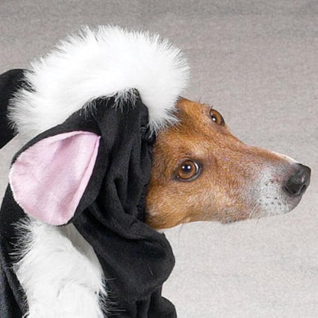 Disfraz casual de perro