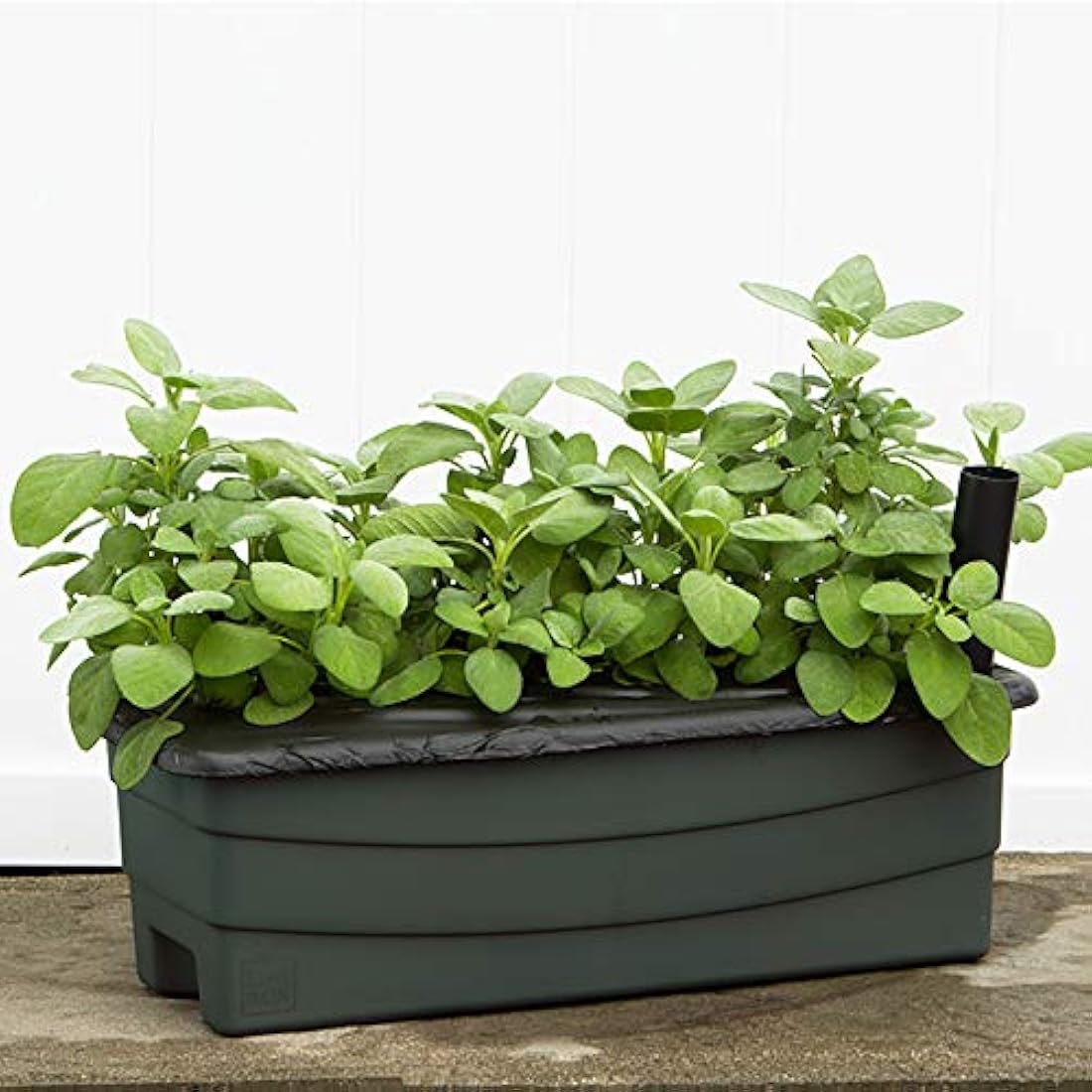Novelty Co  - Kit de jardinería junior