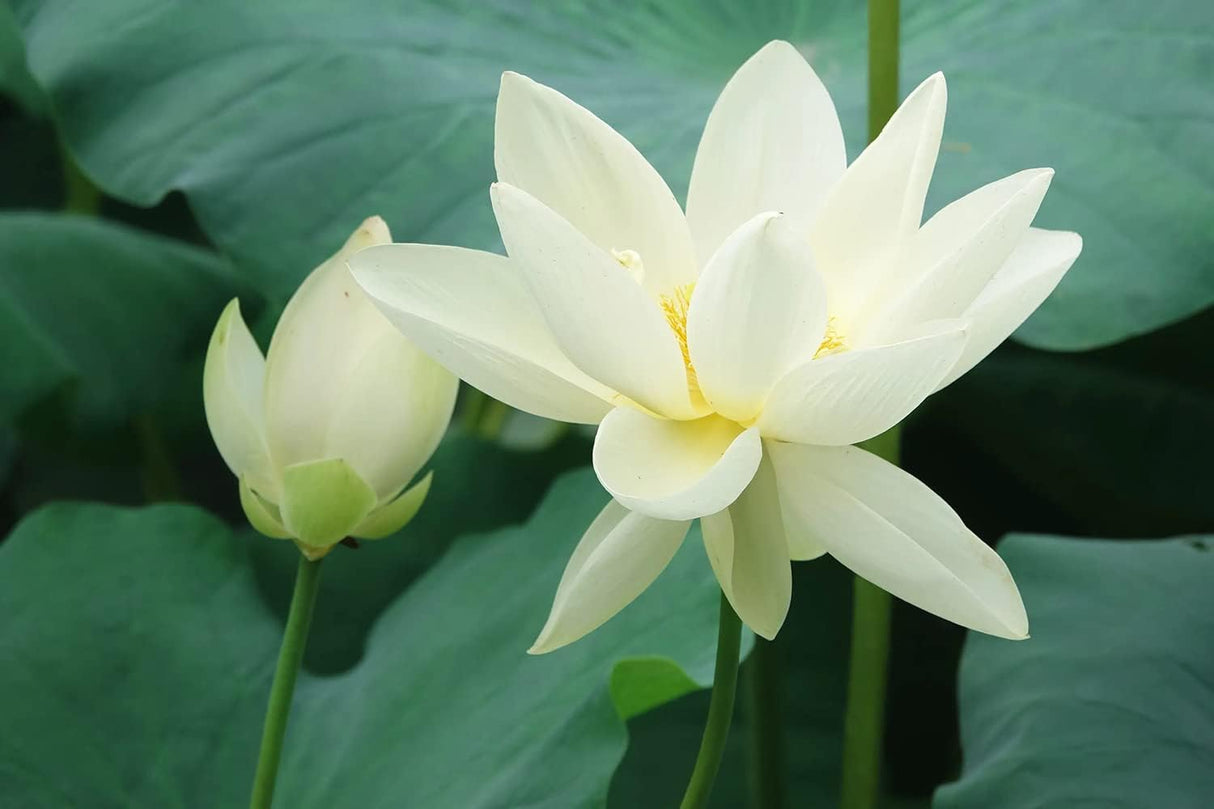 30PCS Semillas de Loto Nelumbo, No GMO, Acuáticas para Jardín