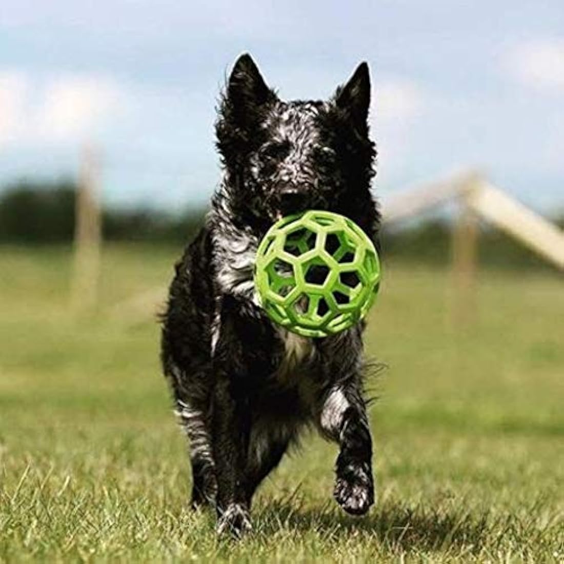Bola dispensadora para perro