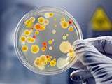 Kit de ciencias de bacterias EZ Bioresearch (IV):