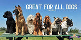 Dulces para perros sabor a tasajo de pollo Kingdom Pets