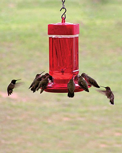 Bebedero para colibrí de 32 onzas 3055 de First Nature, Paquete de 1, Rojo