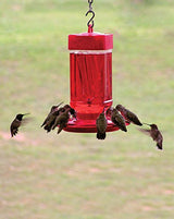 Bebedero para colibrí de 32 onzas 3055 de First Nature, Paquete de 1, Rojo