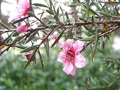 Aceite de manuka 100%,  NZ Country Manuka