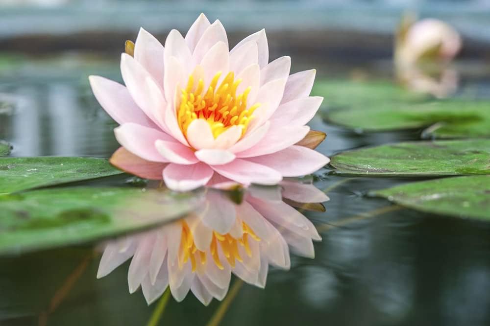 30PCS Semillas de Loto Nelumbo, No GMO, Acuáticas para Jardín