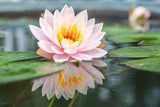 30PCS Semillas de Loto Nelumbo, No GMO, Acuáticas para Jardín