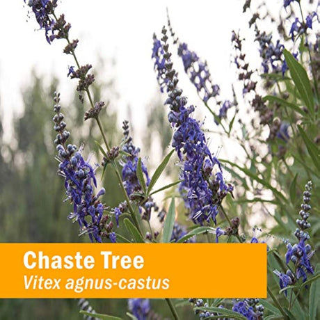 Extracto de árbol caste de hierbas para soporte de sistema
