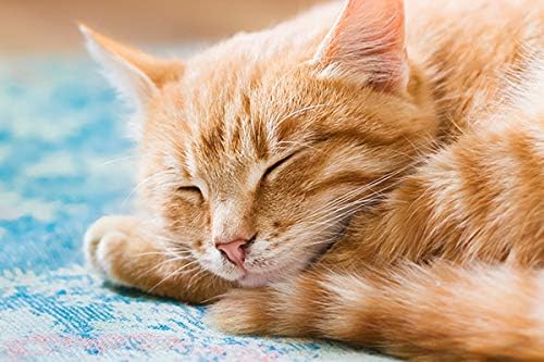Calmante natural pra gatos HAPPY PET VITAMINS LLC 2 botellas