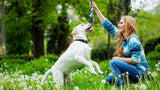 6 juguetes para perros pequeños