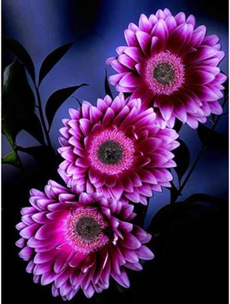 Semillas de Girasol No-GMO para Jardín - Decoración Ornamental