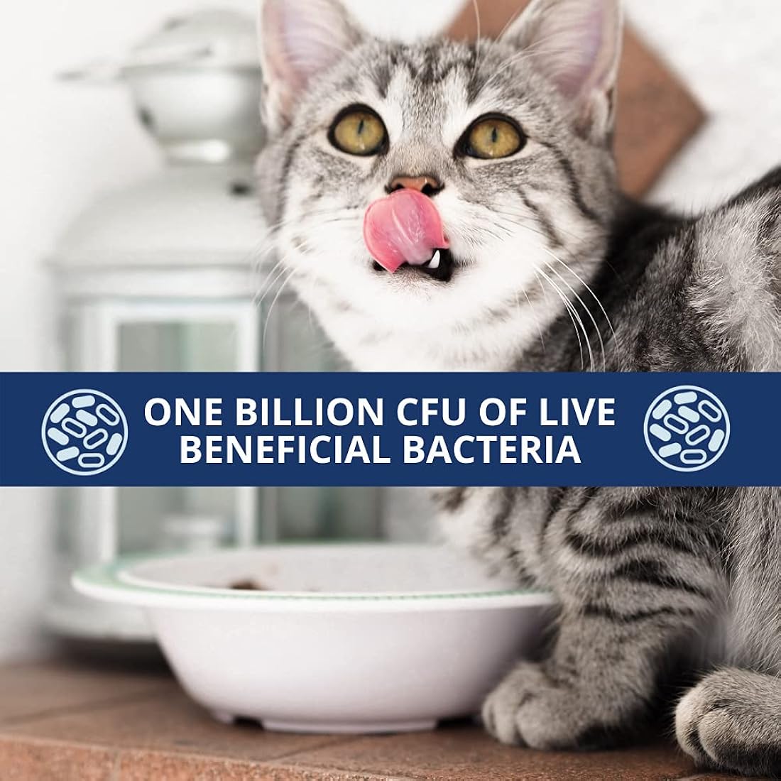 Suplementos Probióticos para mascotas en polvo para gatos