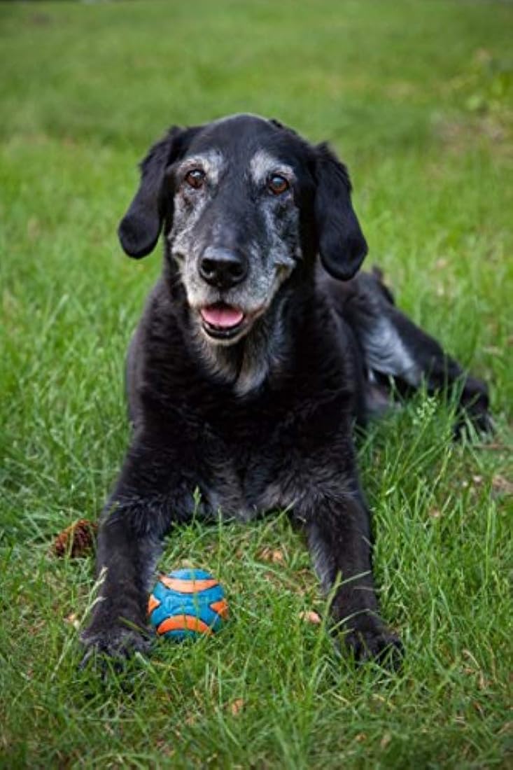 pelota juguete canino, pelota chillona