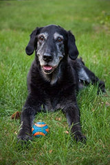 pelota juguete canino, pelota chillona