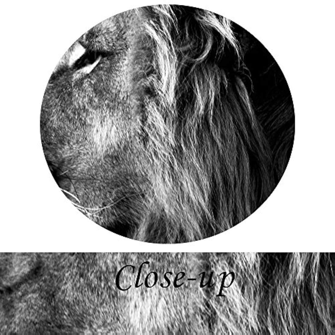 Kreative Arts - Cuadro de 3 paneles, diseño de león,