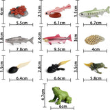 Figuritas Ciclo de Vida Animal SIENON - Rana y Salmón 10pcs