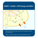 Suplemento NADH + CoQ10  Apoya la fatiga la energía 60 und