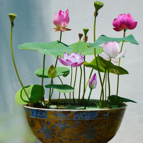 30PCS Semillas de Loto Nelumbo, No GMO, Acuáticas para Jardín