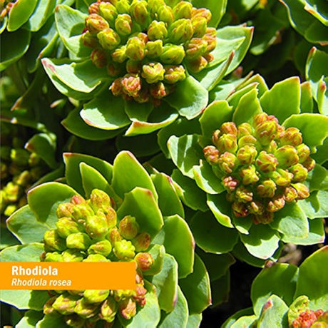 Glicerita de raíz de rodio sin alcohol para energía Herb Pha