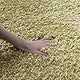 Alfombra de Acogida Shag, No Desprende Pelusa, SG151-5252