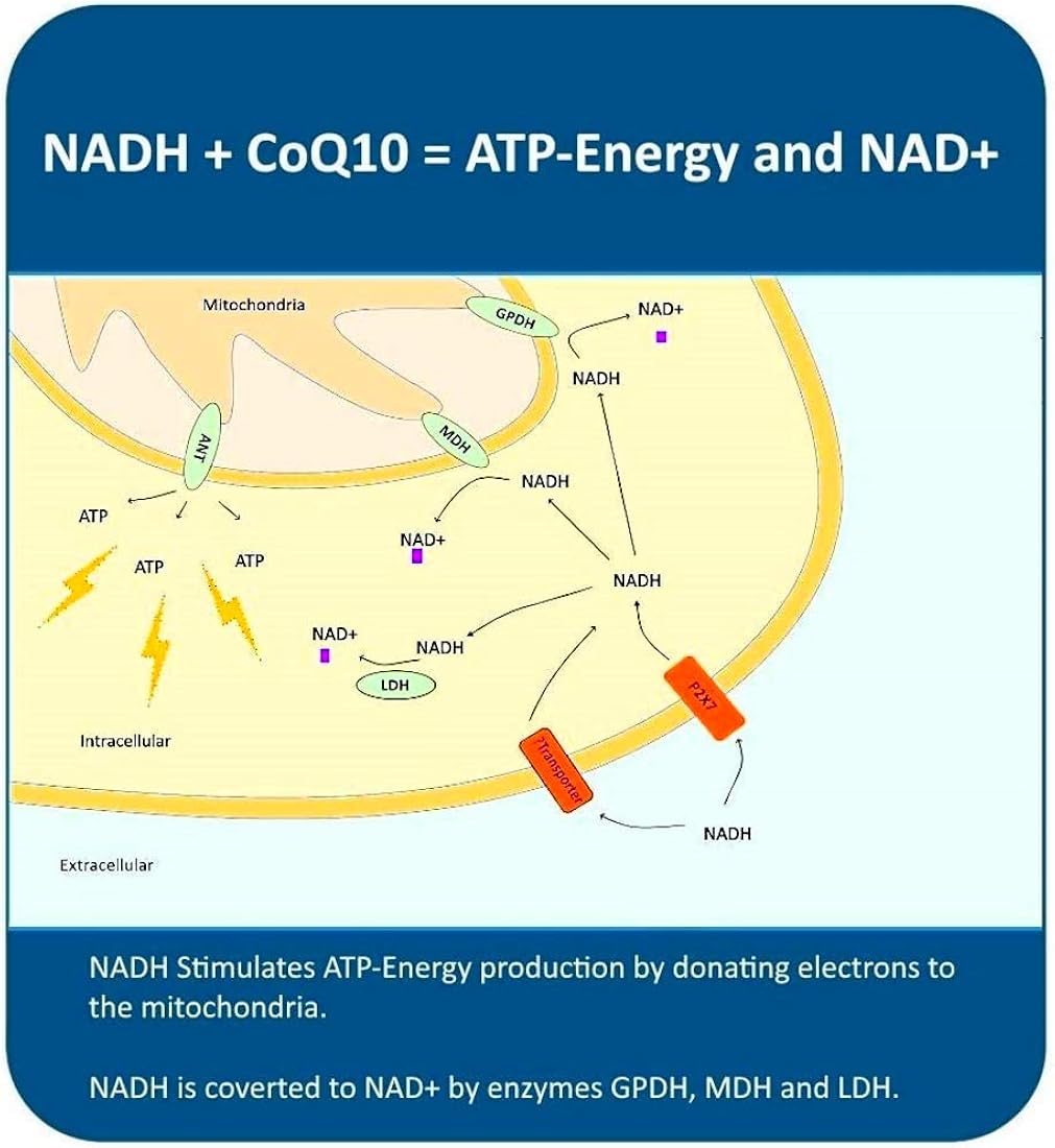 Suplementos NADH + CoQ10  Energía Natural 60 und masticables