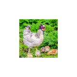 Disfraces 6 piezas de sombreros de pollo talla única