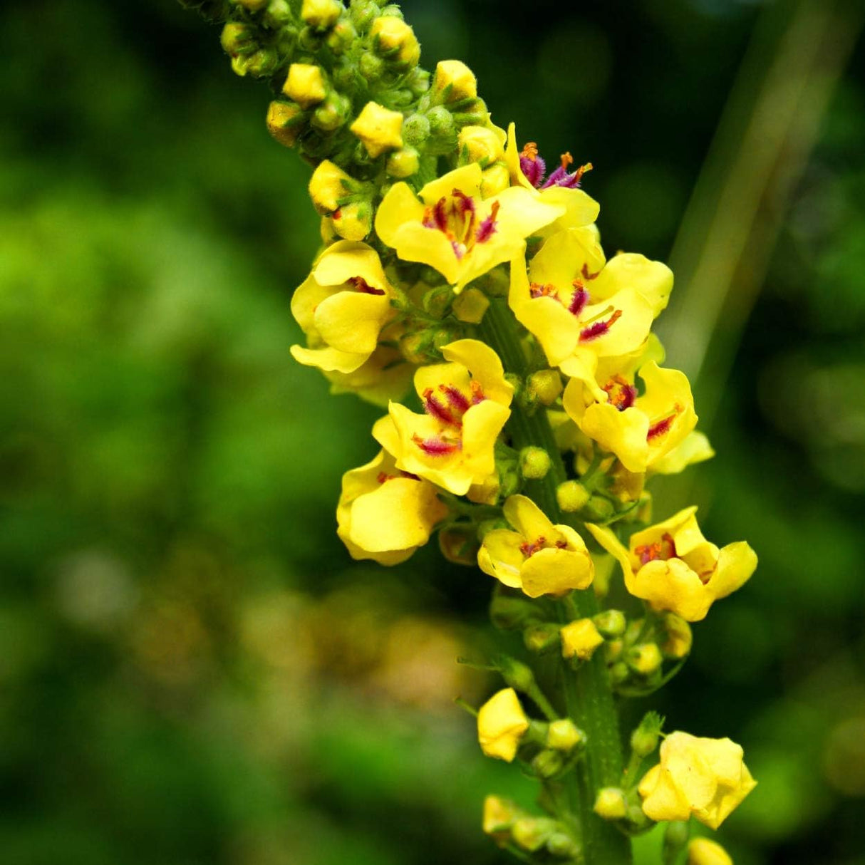 Suplemento Hoja de gordolobo de hierbas respiratoria  1 onza