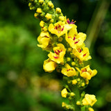 Suplemento Hoja de gordolobo de hierbas respiratoria  1 onza