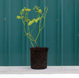 Rosa Trepadora Arborose® Honeymoon - Heirloom Roses, Plantas Vivas