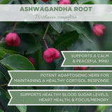 Elanen Naturals Té de raíz de Ashwagandha orgánico 4 oz