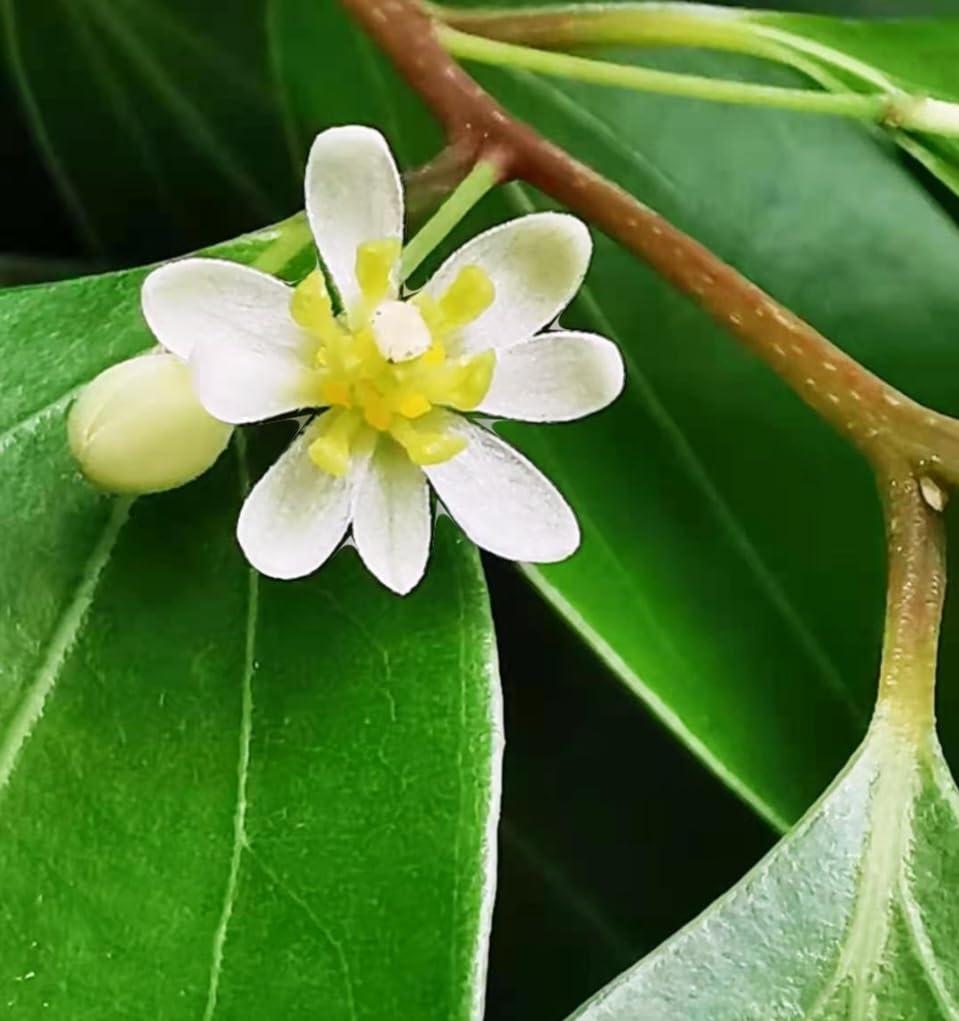 35 Semillas de Canela Cinnamomum verum - Rápido Crecimiento