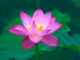 30PCS Semillas de Loto Nelumbo, No GMO, Acuáticas para Jardín