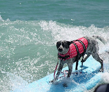HAOCOO - Chaleco salvavidas para perro, chaleco salvavidas, traje de baño de seguridad con rayas reflectantes/cinturón ajustable para perro.