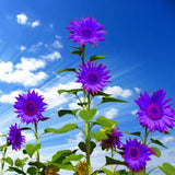 Semillas de Girasol No-GMO para Jardín - Decoración Ornamental