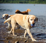 pelota juguete canino, pelota chillona