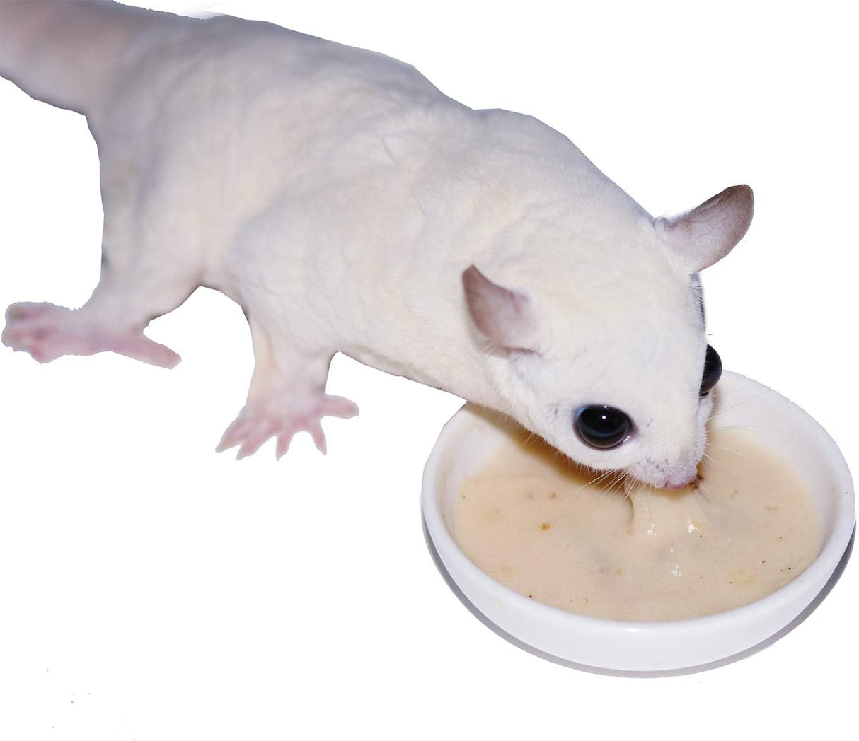 Alimento Natural para Sugar Glider - Rico en Vitaminas y Proteínas