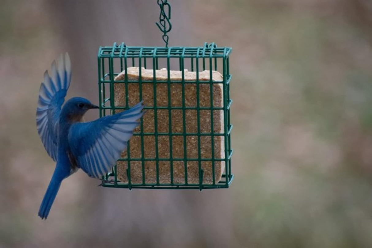 Alimentos para pajaros delicia de bayas 11.75 onzas ninguno