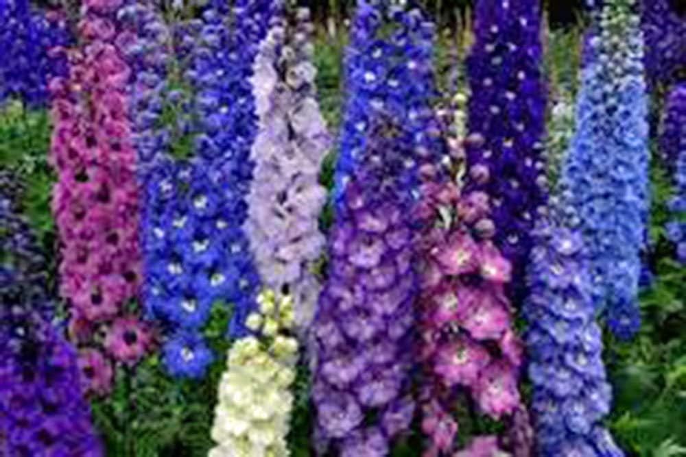Semillas de Delphinium, No-GMO, Perennes, Mezcla Imperial