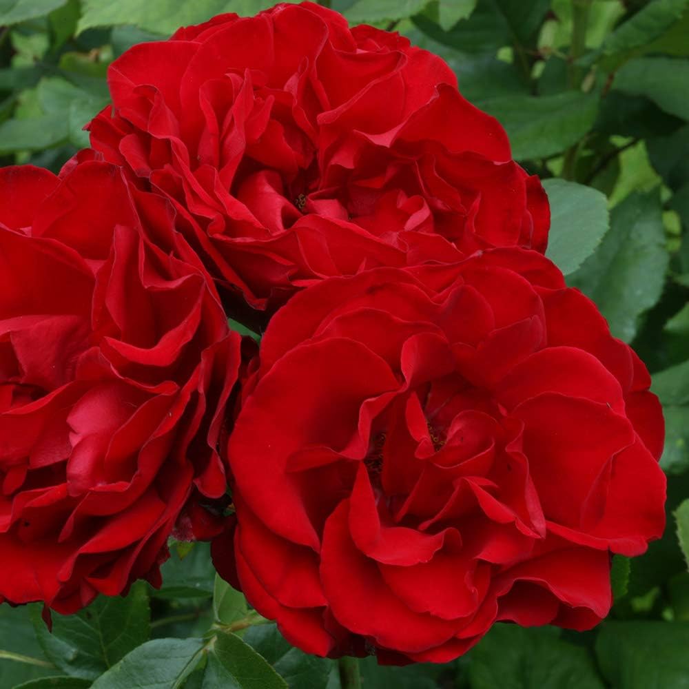 Rosa trepadora Heirloom Roses - Dublin Bay® - Planta viva