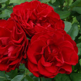 Rosa trepadora Heirloom Roses - Dublin Bay® - Planta viva