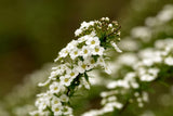 Paquete de 25 Semillas de Flores - Variedades Variadas - EE. UU.