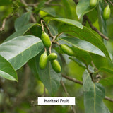 Suplemento Polvo Haritaki orgánico USDA, terminalia chebula