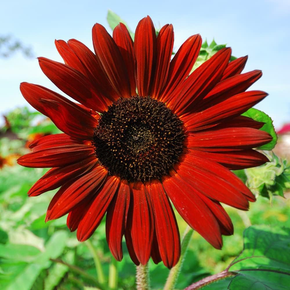 Semillas de Girasol Heirloom Non-GMO, Mezcla 15 Variedades