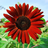 Semillas de Girasol Heirloom Non-GMO, Mezcla 15 Variedades