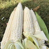 Semillas de maíz dulce - Heirloom, Non-GMO, 30 piezas